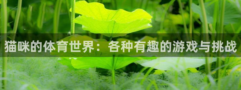 中欧体育李勇鸿：猫咪的体育世界：各种有趣的游戏与挑战